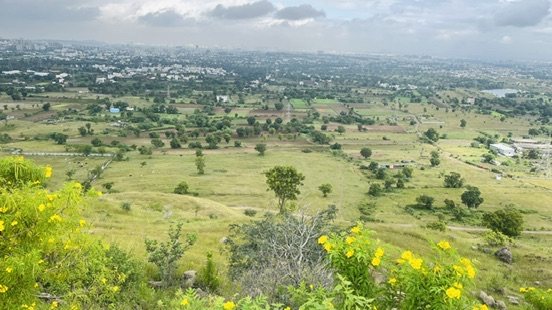 Green valley of fields and trees from a hilltop, yellow wildflowers in front