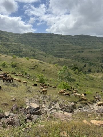 Sheep grazing on a steep green hillside